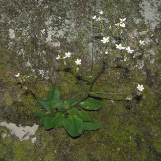Micranthes virginiensis, early saxifrage