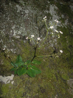 Micranthes virginiensis, early saxifrage