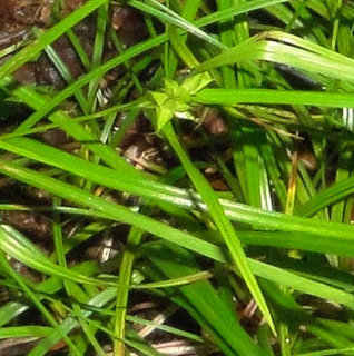 Carex intumescens