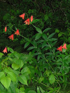 Lilium grayi, Grays lily
