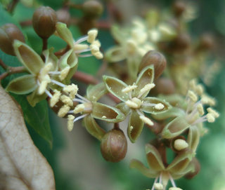Parthenocissus quinquefolia, Virginia Creeper