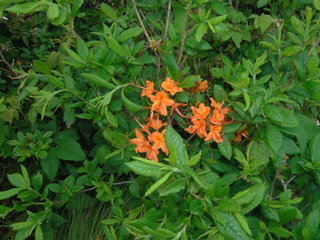 Rhododendron calendulaceum
