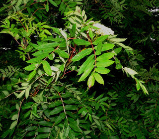 Sorbus americana, Mountain-ash