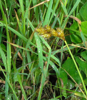 Carex ovalis