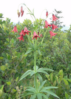 Lilium grayi