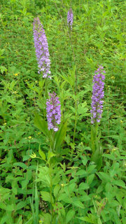 Platanthera psycodes, Small Purple Fringed Orchid