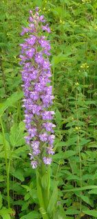 Platanthera psycodes, Small Purple Fringed Orchid