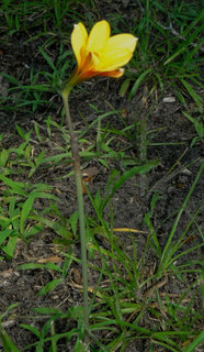 Habranthus tubispathus