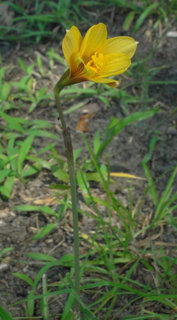 Habranthus tubispathus