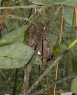 Myotis lucifugus, little brown bat
