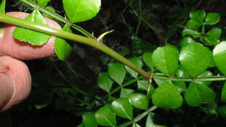Zanthoxylum fagara, wild lime