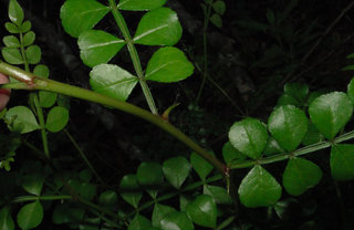 Zanthoxylum fagara, wild lime