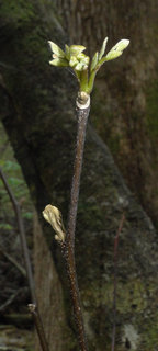 Cladrastis kentukea, Yellow wood