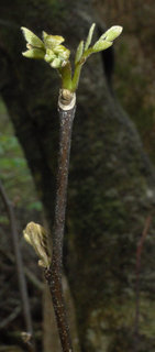 Cladrastis kentukea, Yellow wood