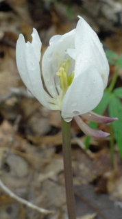 Jeffersonia diphylla