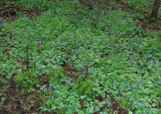 Mertensia virginica, Virginia bluebells