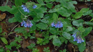 Mertensia virginica, Virginia bluebells
