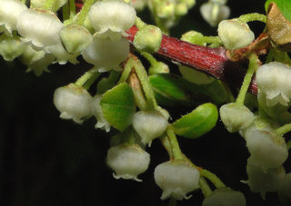 Lyonia ligustrina, He-huckleberry