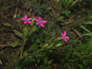 Dianthus armeria, Deptford Pink
