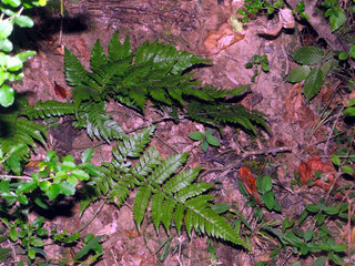 Dryopteris erythrosora, Japanese red shield fern