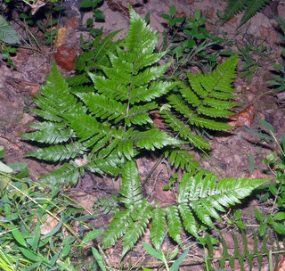 Dryopteris erythrosora, Japanese red shield fern