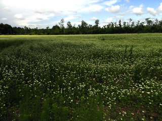 Fagopyrum esculentum, Buckwheat