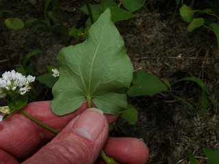 Fagopyrum esculentum, Buckwheat