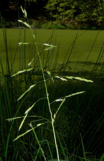 Leersia oryzoides, Rice Cut Grass