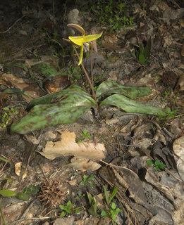 Erythronium umbilicatum, dimpled trout lily