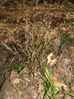 Luzula echinata, spreading wood-rush