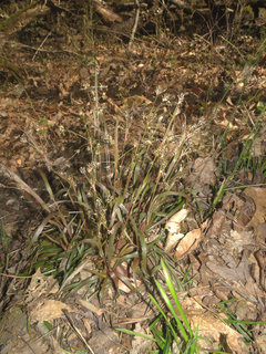 Luzula echinata, spreading wood-rush