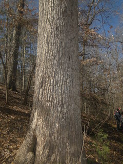 Quercus velutina, black oak