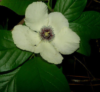 Stewartia malacodendron