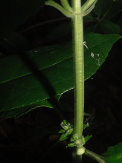 Scutellaria mellichampii