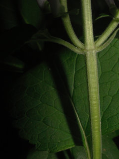 Scutellaria mellichampii