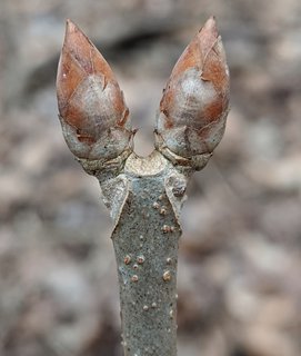 Aesculus pavia, Dwarf red buckeye