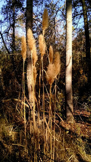 Saccharum giganteum, SUGARCANE PLUME GRASS