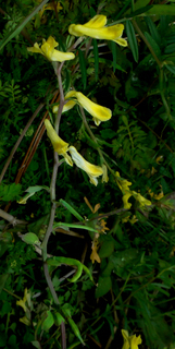 Corydalis halei
