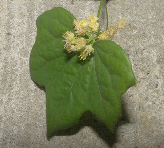 Menispermum canadense, Moonseed vine