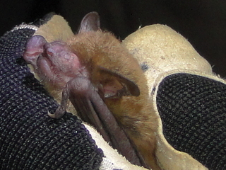 Eptesicus fuscus, Big Brown Bat