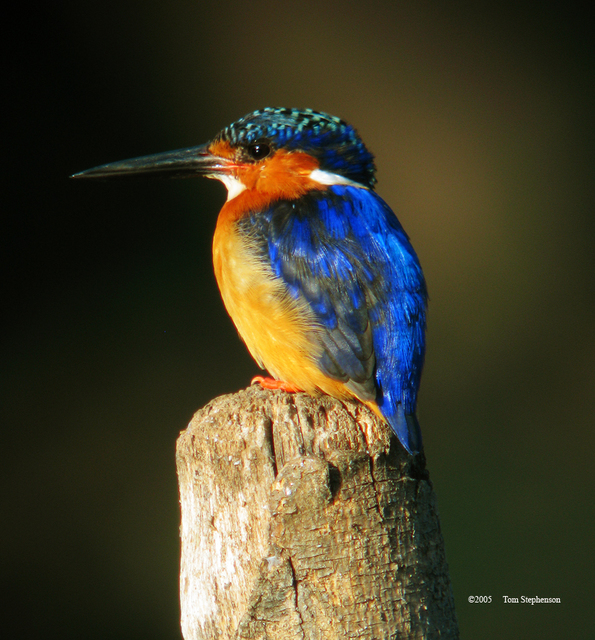 Alcedo vintsioides, _Madagascar_Kingfisher, I_TS1