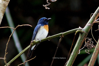 Cyornis rubeculoides, blue-throated flycatcher