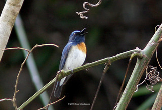 Cyornis rubeculoides, blue-throated flycatcher