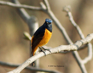 Phoenicurus frontalis, blue-fronted redstart