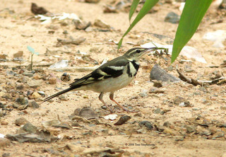 Dendronanthus indicus, forest wagtail