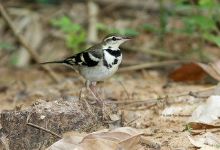 Dendronanthus indicus, forest wagtail