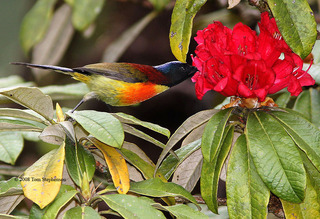 Aethopyga nipalensis, green-tailed sunbird
