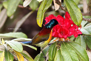 Aethopyga nipalensis, green-tailed sunbird