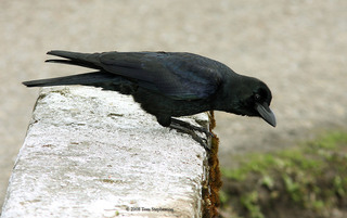 Corvus macrorhynchos, large-billed crow