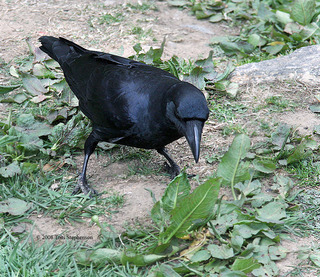Corvus macrorhynchos, large-billed crow